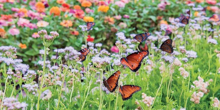 Supporting our Pollinators