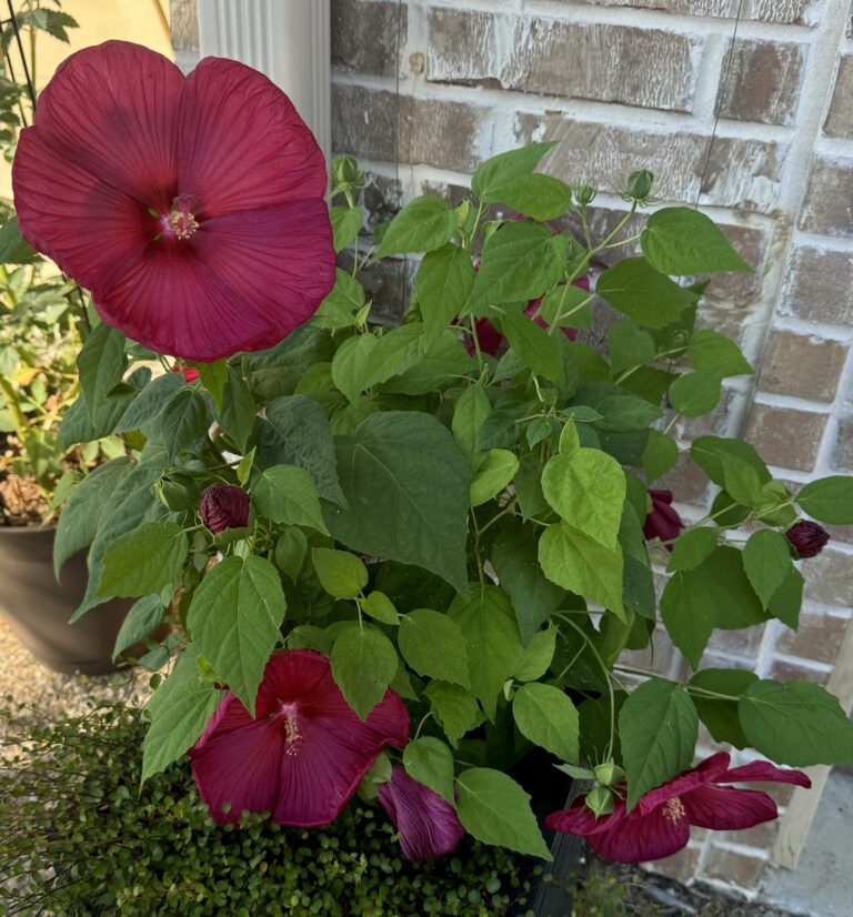 Right Plant, Right Place