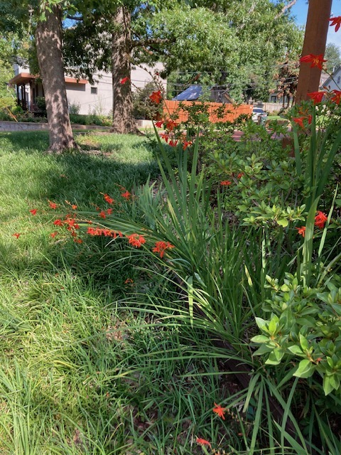 Alternatives to turfgrass