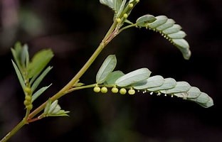 An invasive broadleaf weed:  Chamberbitter