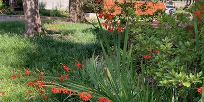 alternatives to turfgrass Smith County Master Gardeners