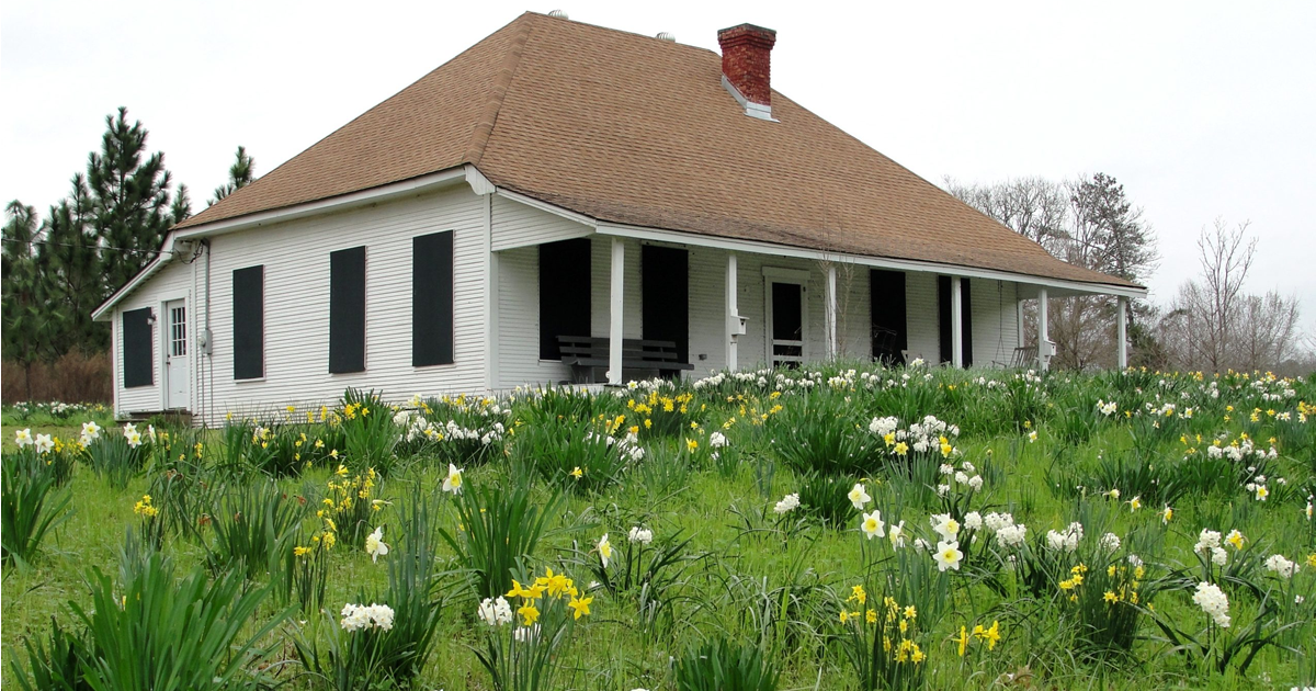 From Bulbs to Bloom