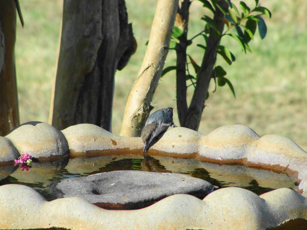 BHN at birdbath Smith County Master Gardeners Brown-headed nuthatch