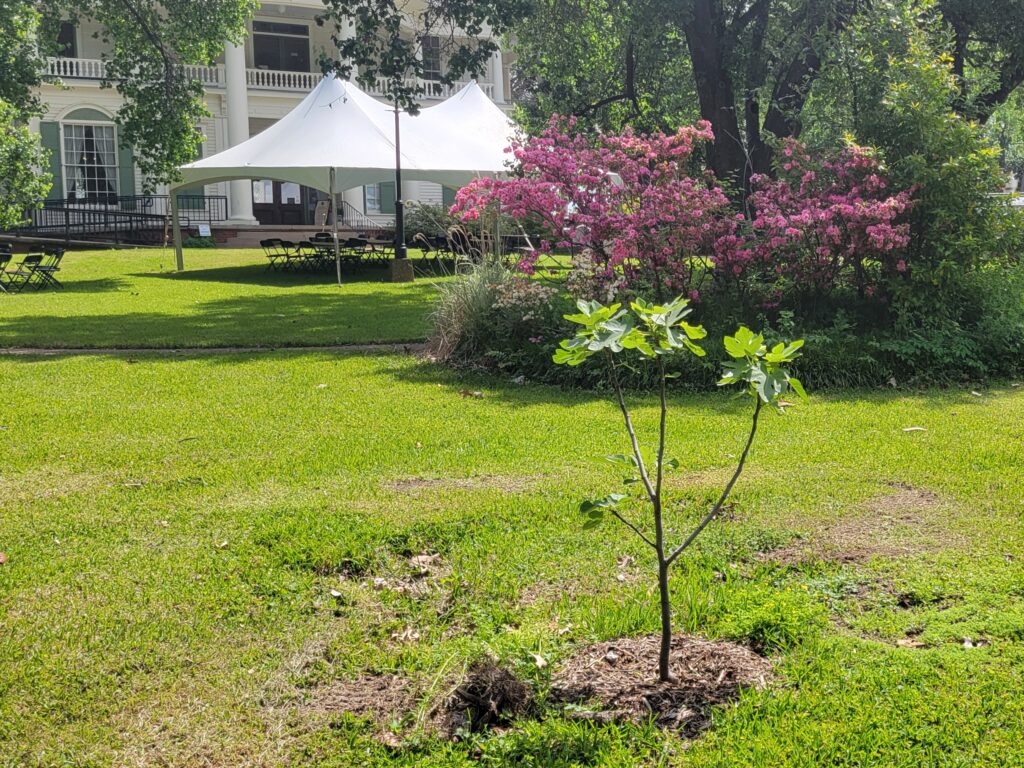 Goodman LeGrand Fig Tree Smith County Master Gardeners Goodman LeGrand Historical Fig Tree