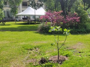 Goodman LeGrand Historical Fig Tree