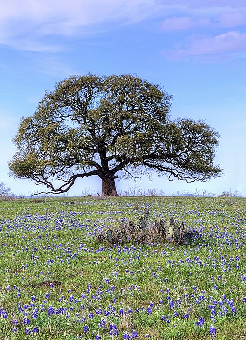 Trees - Symbols of Fatherhood