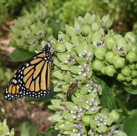 The Monarch Butterfly and Butterfly Weed