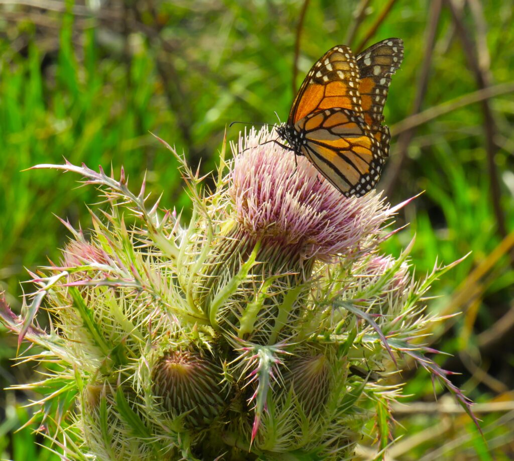 Monarch on thistle Smith County Master Gardeners Monarch on thistles