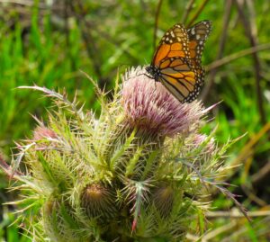 Monarch on thistles
