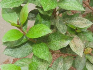 Azalea Lace Bug Damage