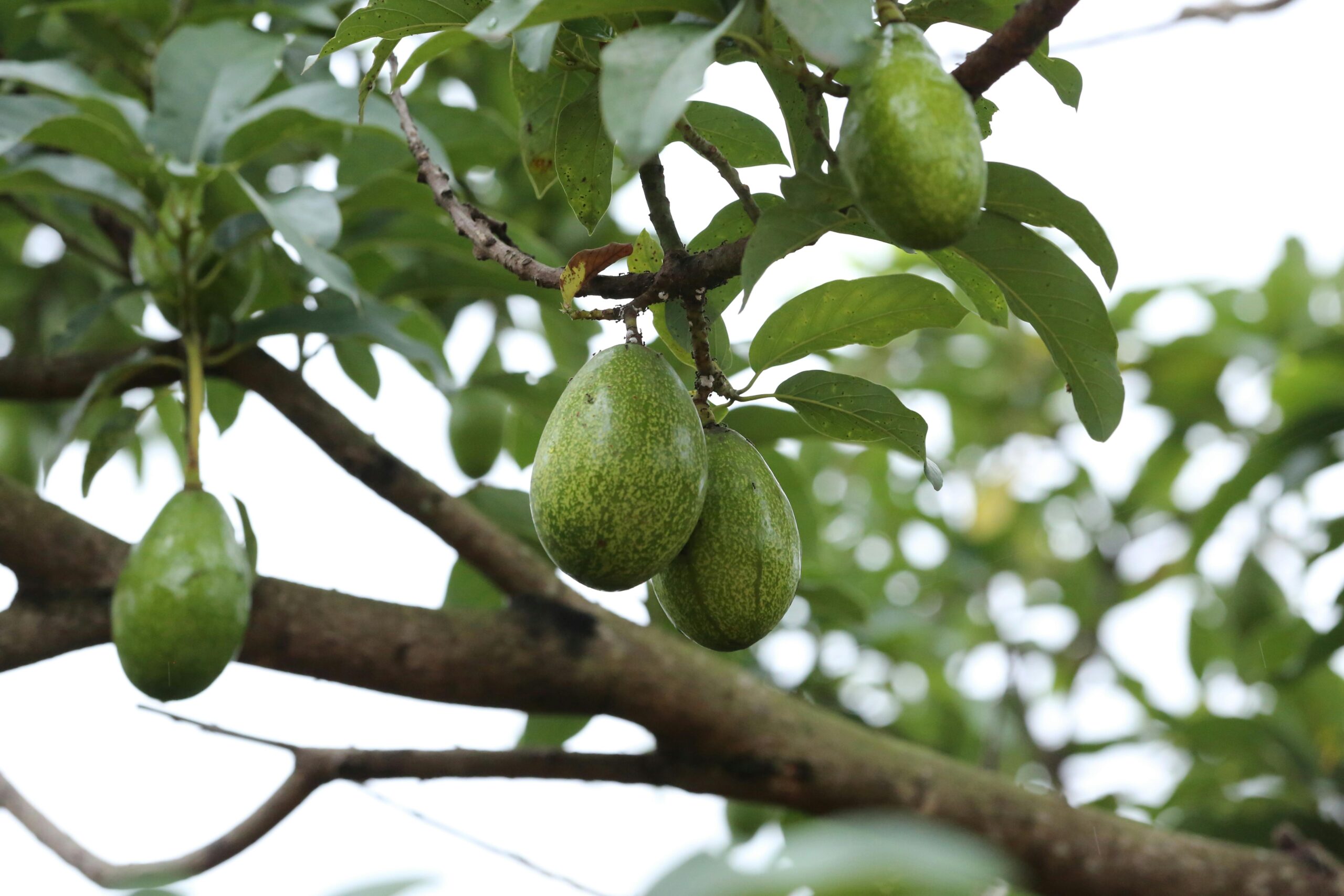 Texas New Fruit Grower's Conference