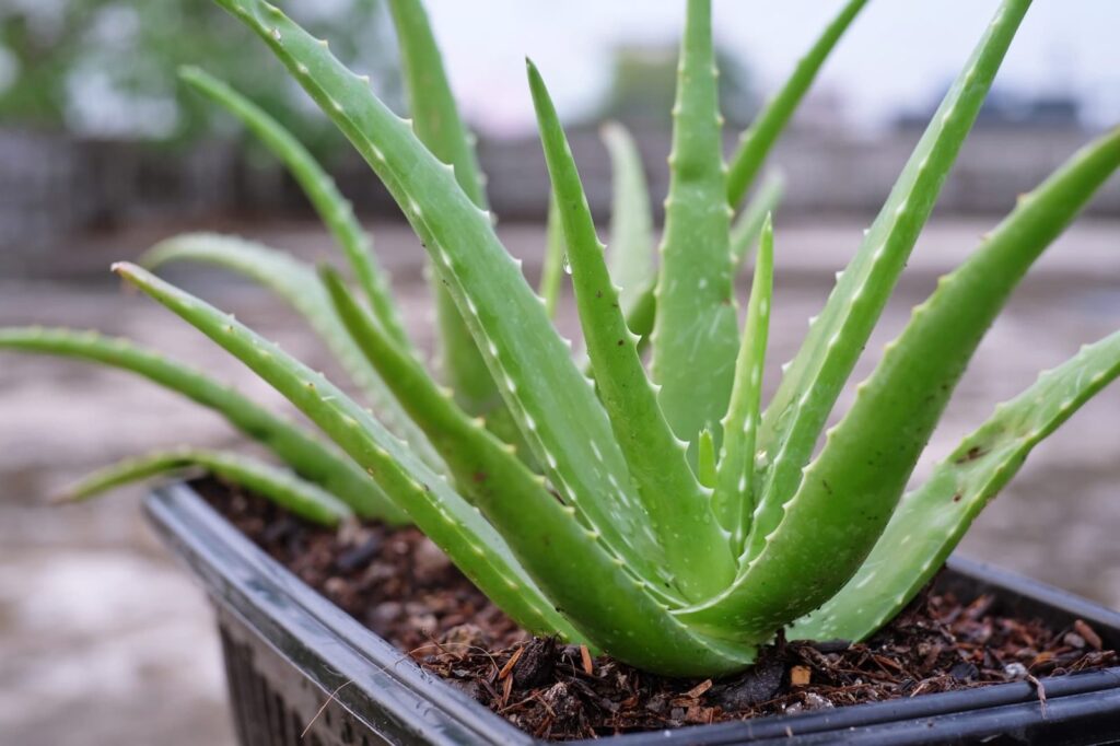 July 13 Succulents for Beginners V Harper Smith County Master Gardeners Succulents for Beginners