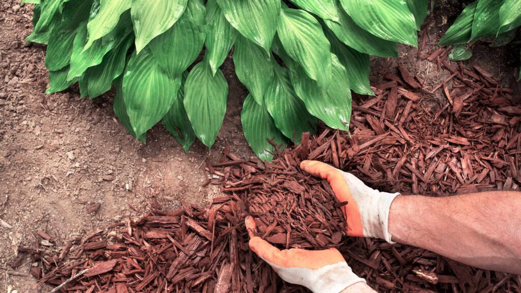 June 27 Mulching SCMG Smith County Master Gardeners Mulching