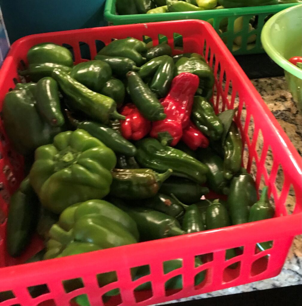 August 17 Growing Peppers C Huntsberger Smith County Master Gardeners Growing Peppers