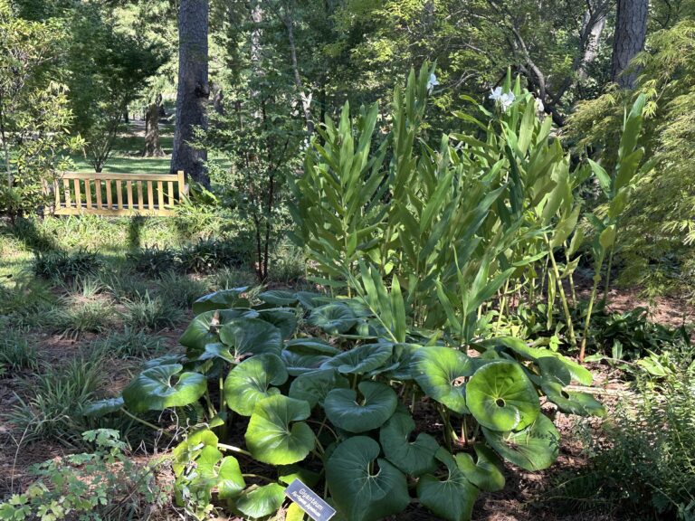 The Shade Garden