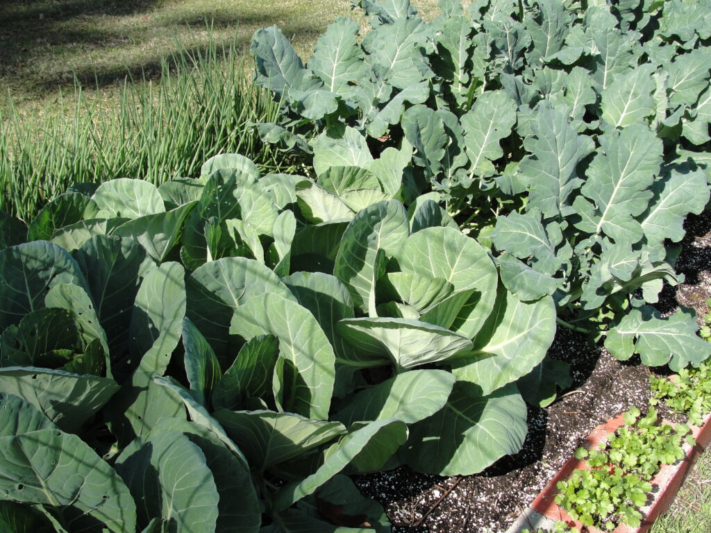 Cool Season Vegetables