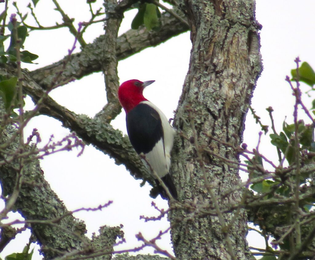 Red Headed Woodpecker