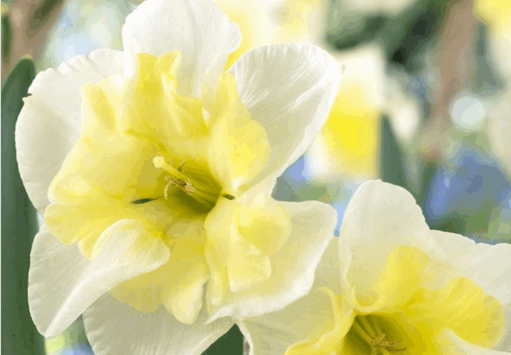 Smiling Twin Daffodil