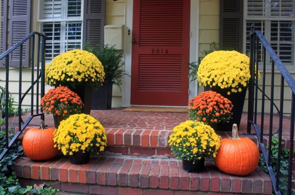 Mums on the Porch