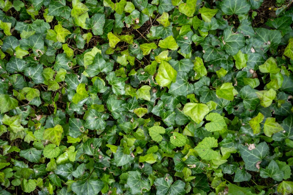 pexelsboysinbristolsmokz190292817484279 Smith County Master Gardeners English Ivy by Bristol Smokz