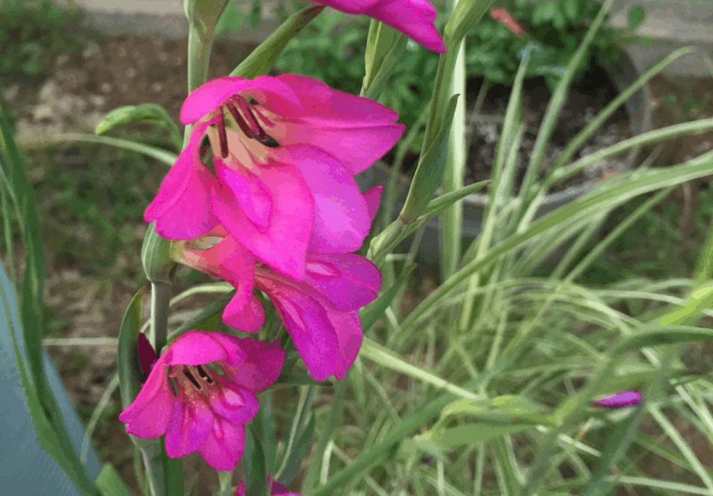 Byzantine Gladiolus