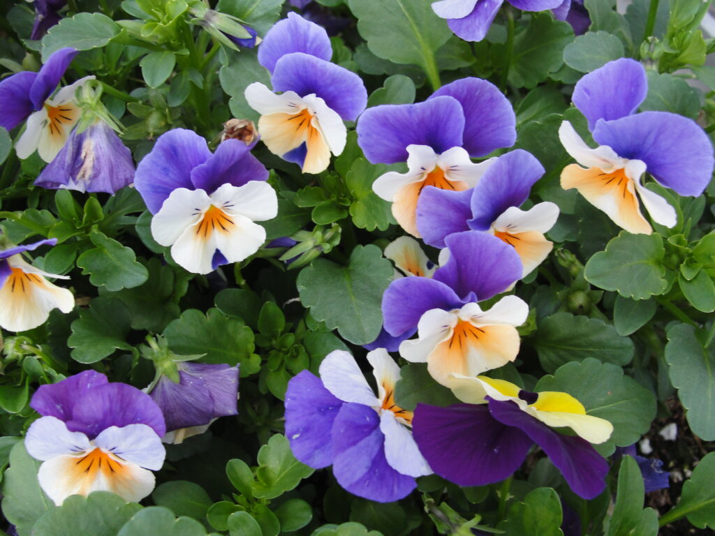 11925 Violas Smith County Master Gardeners Violas