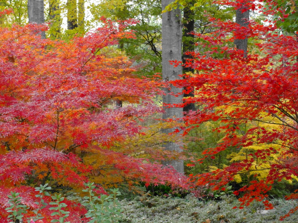 SFA Ruby Mize Azalea Garden Smith County Master Gardeners SFA Ruby Miz Azalea Gardens