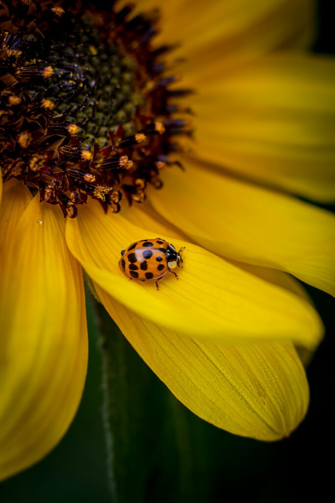 pexelsanyutaanyuta215533970733672769 Smith County Master Gardeners Asian Beetle by Anyuta