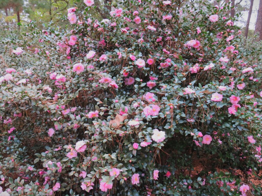12725 Aglaia Smith County Master Gardeners Aglaia