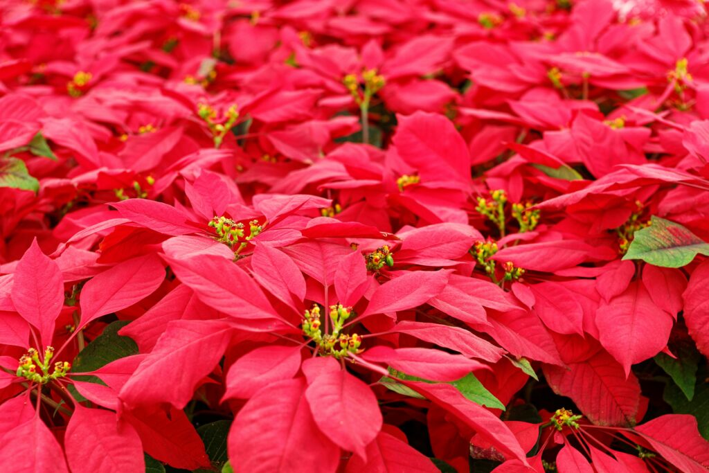 Christmas Gardening by David Levinson