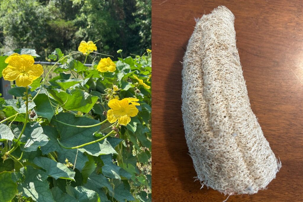 December 14 Life of a Loofa 1 M Moore Smith County Master Gardeners Life of a Loofah