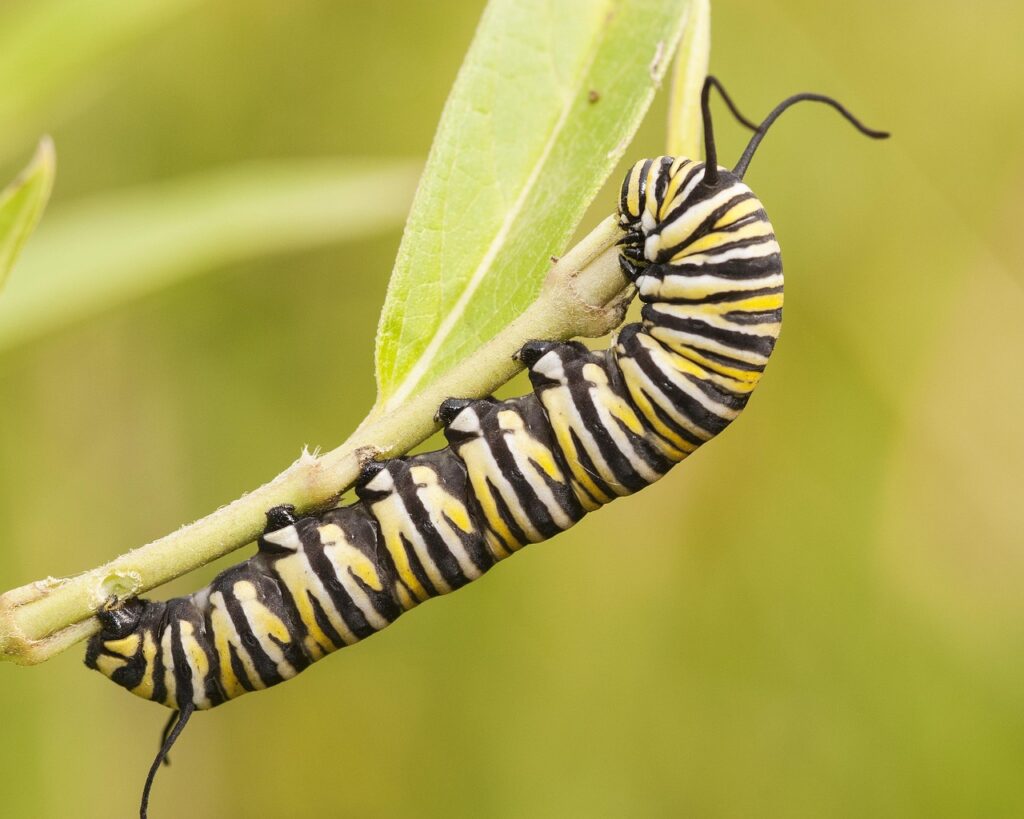 The hungry caterpillar