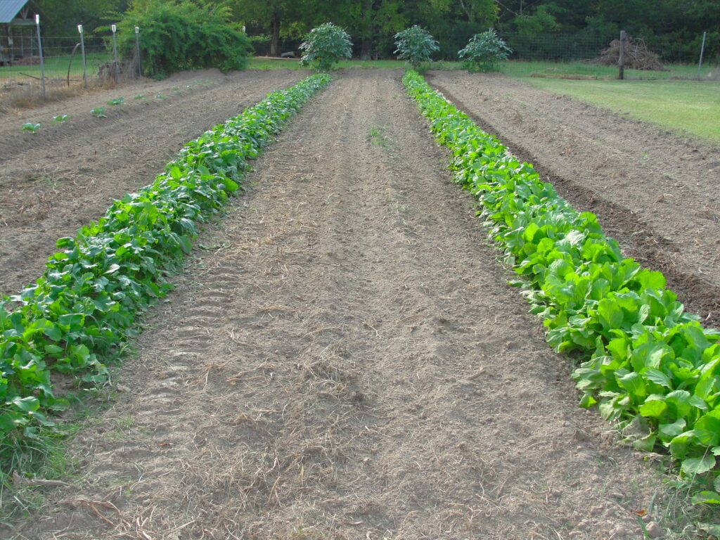 Greens Smith County Master Gardeners fall is for planting