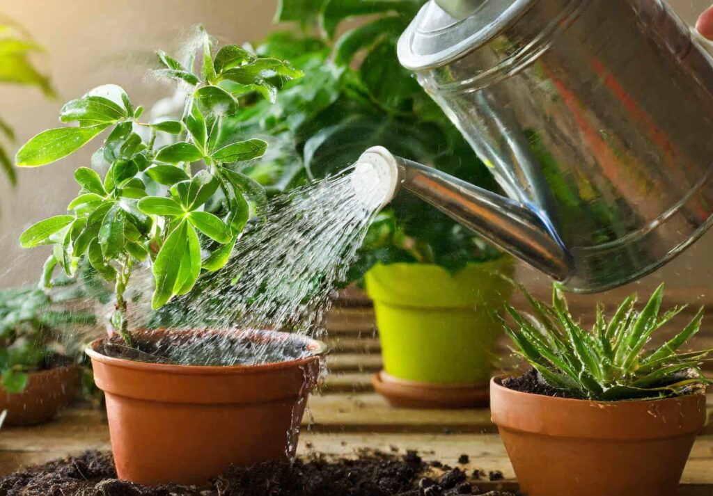 Watering Options for Potted Plants