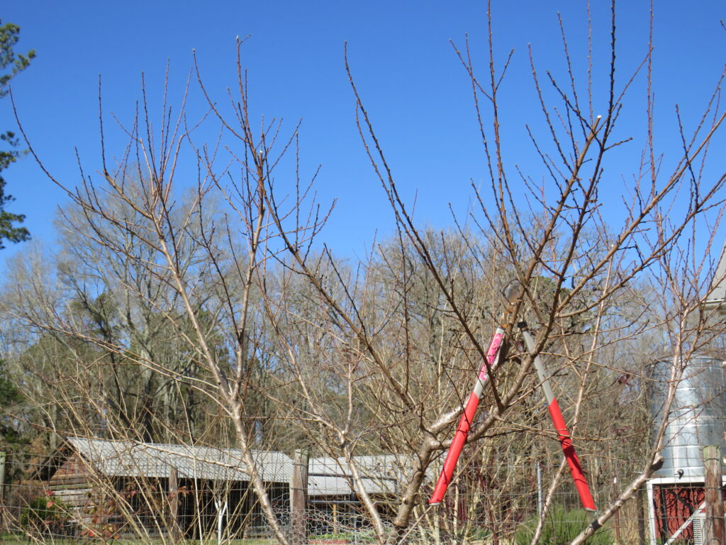 Pruning Fruit Trees