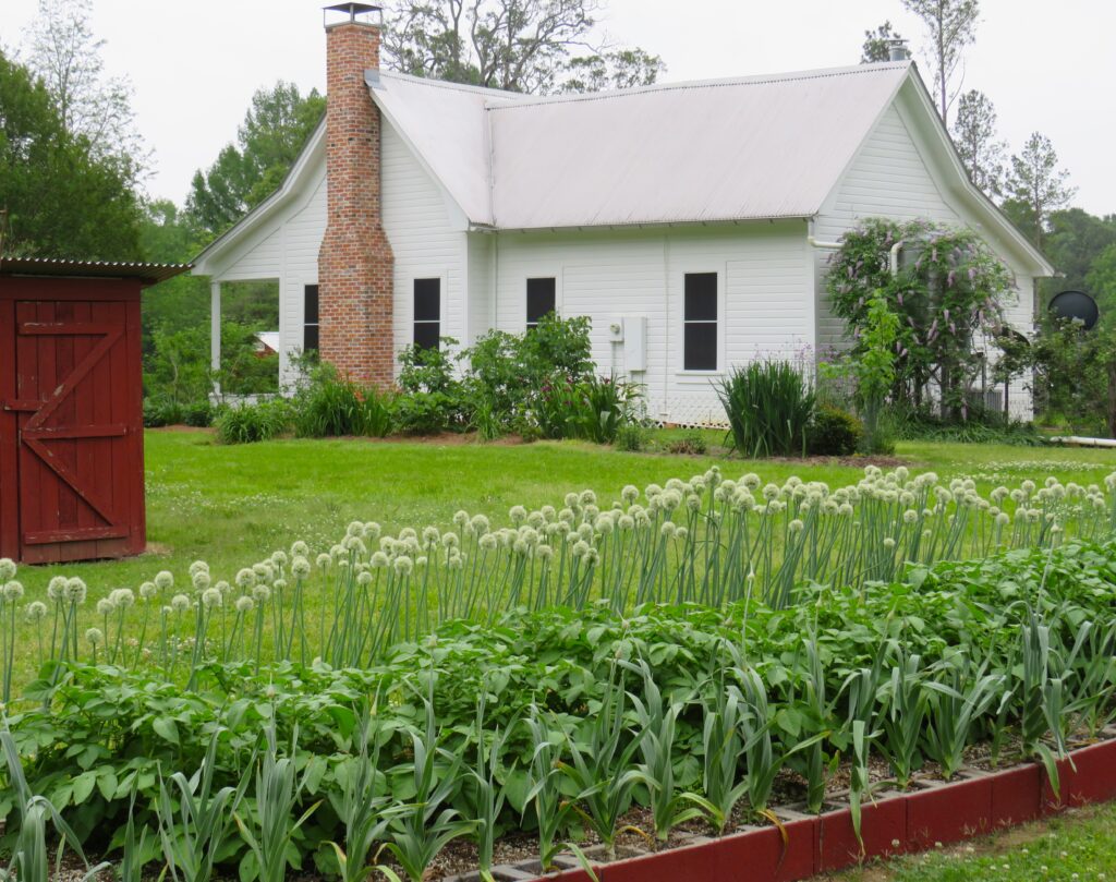 Time to plant potatoes and onions