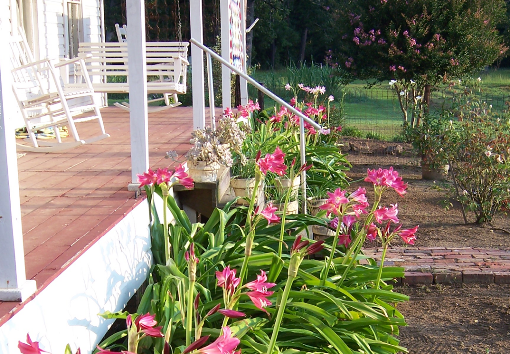 20260222 crinum lillies landscape Smith County Master Gardeners