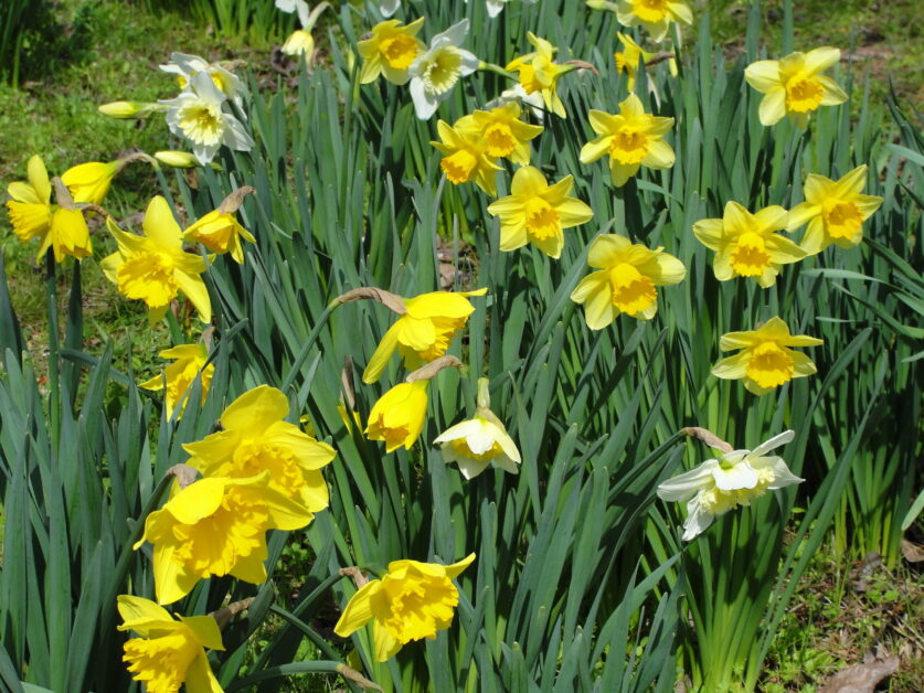 Carlton, Fortune, and Ice Follies Daffodils