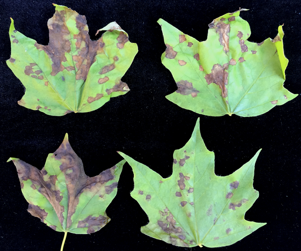 March 15 smaller Smith County Master Gardeners insect damage