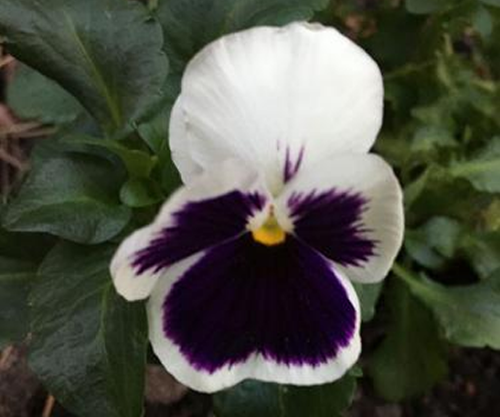 March 29 smaller Smith County Master Gardeners Waiting for spring