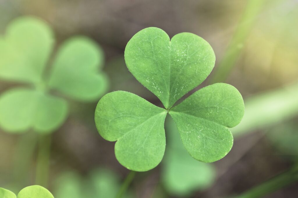 March 8 Lucky Little Leaf L McGinnis Smith County Master Gardeners Luck Little Leaf