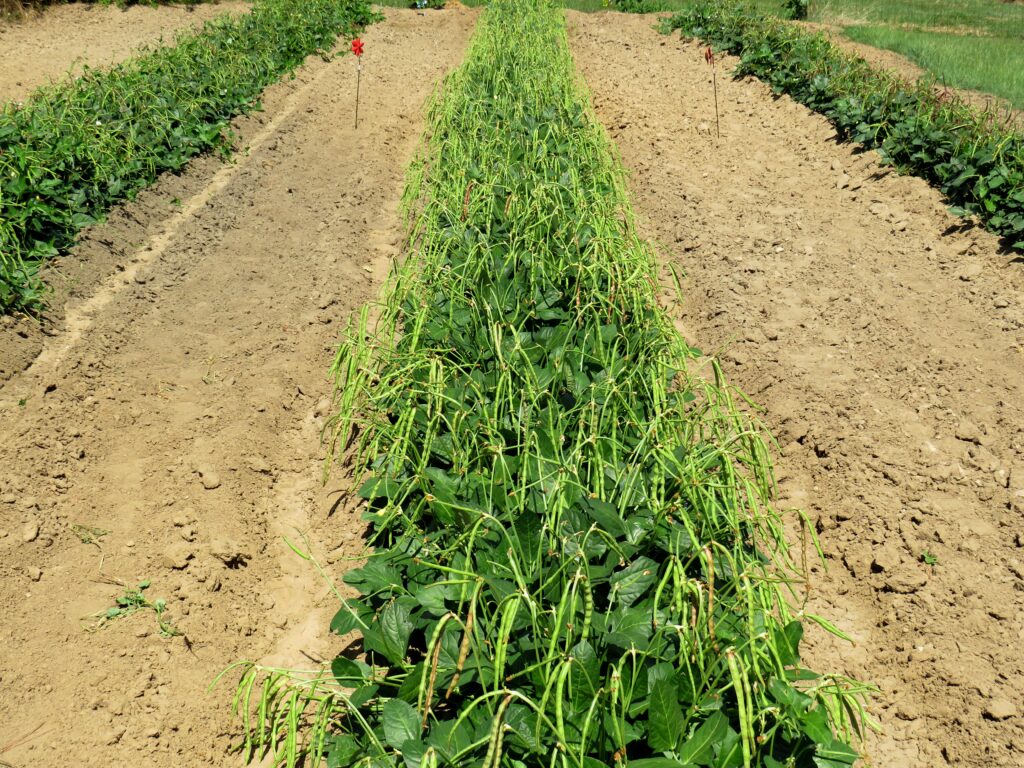 20260426 Peas image Smith County Master Gardeners growing southern peas