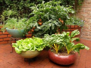 Container gardening for small spaces