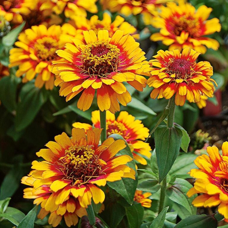 Zowie Zinnias