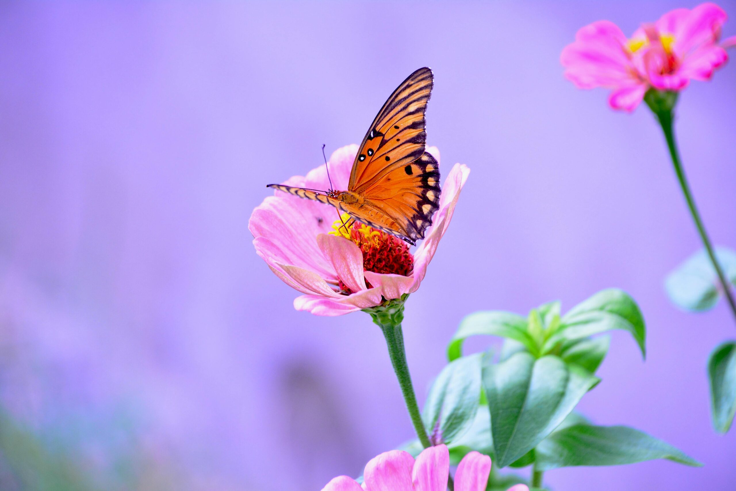Butterfly as a pollinator by Becka H with Pexel