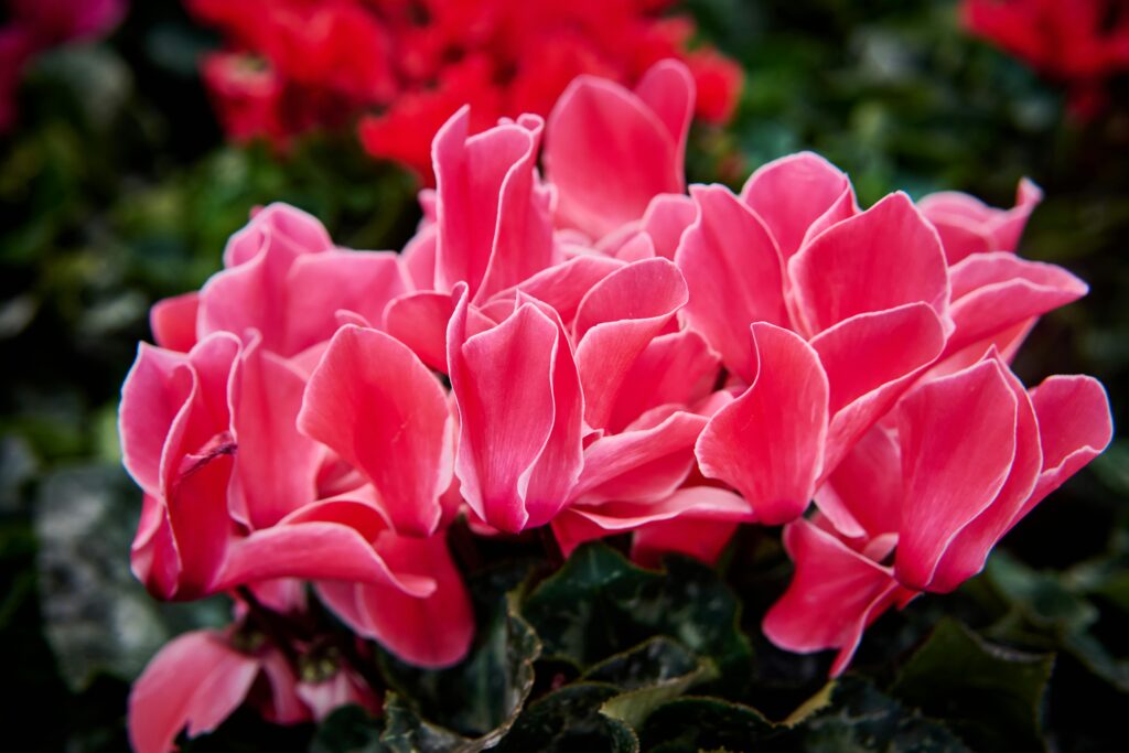 pexelssukilee11068694930138674 Smith County Master Gardeners Cyclamen