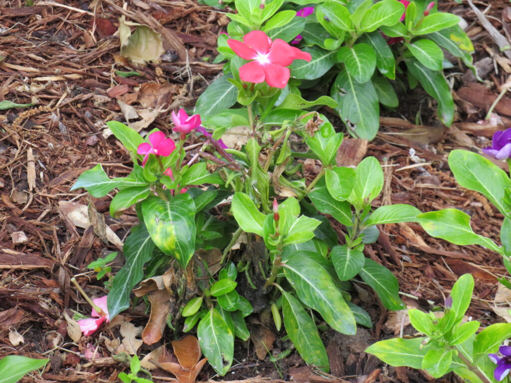20260517 Periwinkle Blight 3 Smith County Master Gardeners Periwinkle Blight