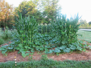 The Three Sisters of Gardening
