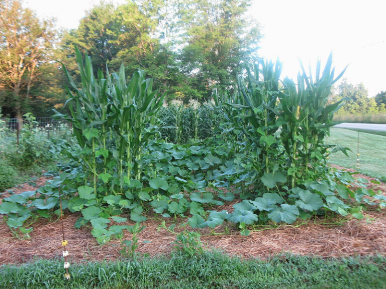The Three Sisters of Gardening