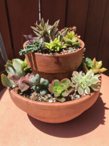 succulents